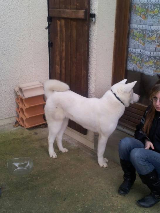 haika - Akita Inu (2 ans)
