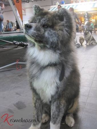 Namenlos - Akita Inu