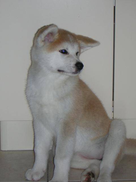 akita inu "SUKI" - Akita Inu