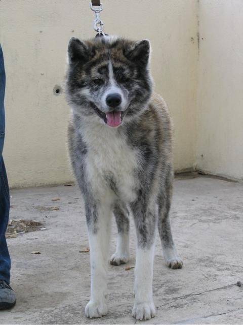 AKITA INU SANJI - Akita Inu