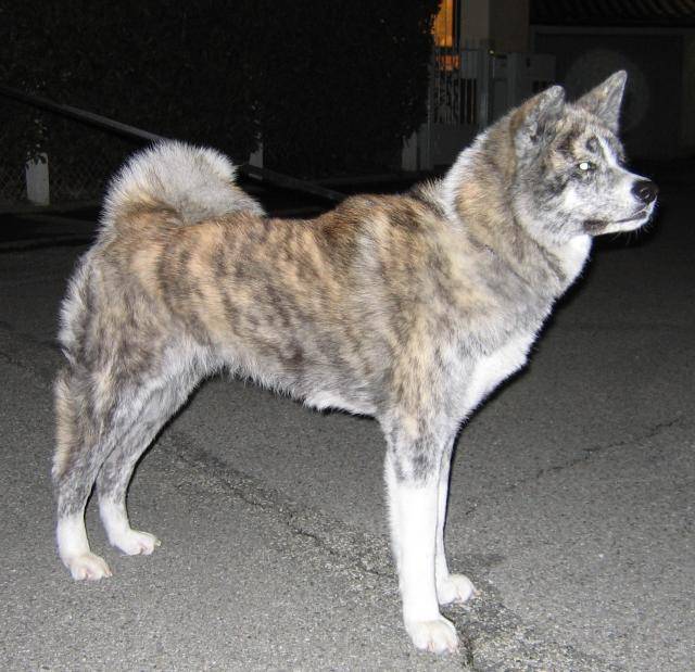 AKITA INU SANJI - Akita Inu