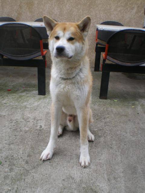 Akita Inu, Balou - Akita Inu