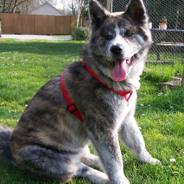 Akita Inu - Akita Inu