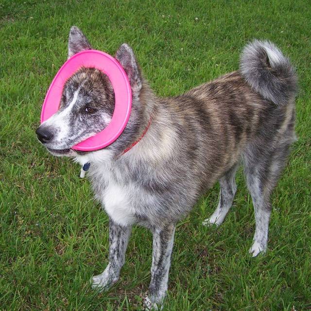 Akita Inu - Akita Inu