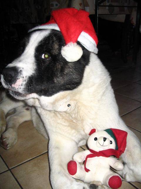 Voice, (akita inu) - Akita Inu