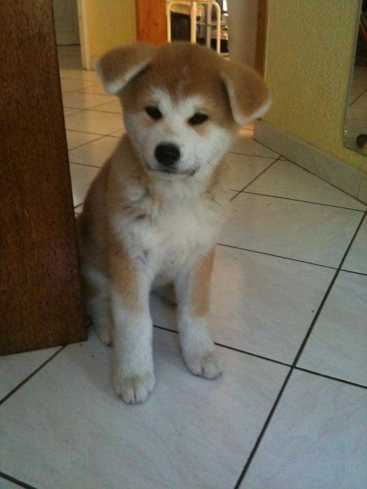 H’Ayumi du temple des shoguns Akita Inu - Akita Inu