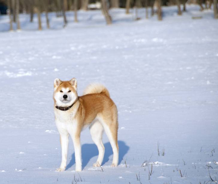 Photo Akita Inu
