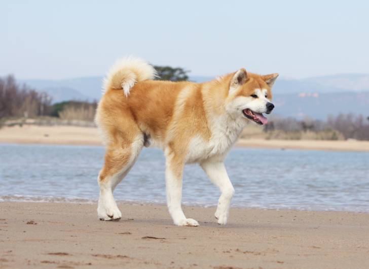 Un Akita Inu en train de se promener sur la plage