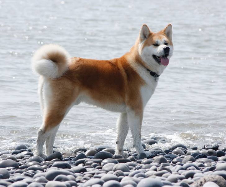 Photo Akita Inu