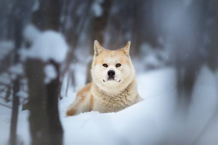 Un Akita Inu allongé dehors en hiver
