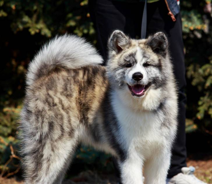 Photo Akita Inu