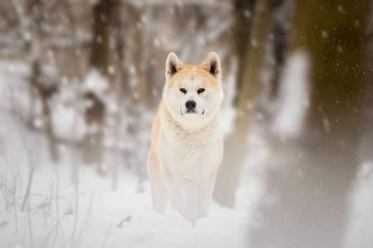 Un Akita Inu se promène dans un bois en hiver
