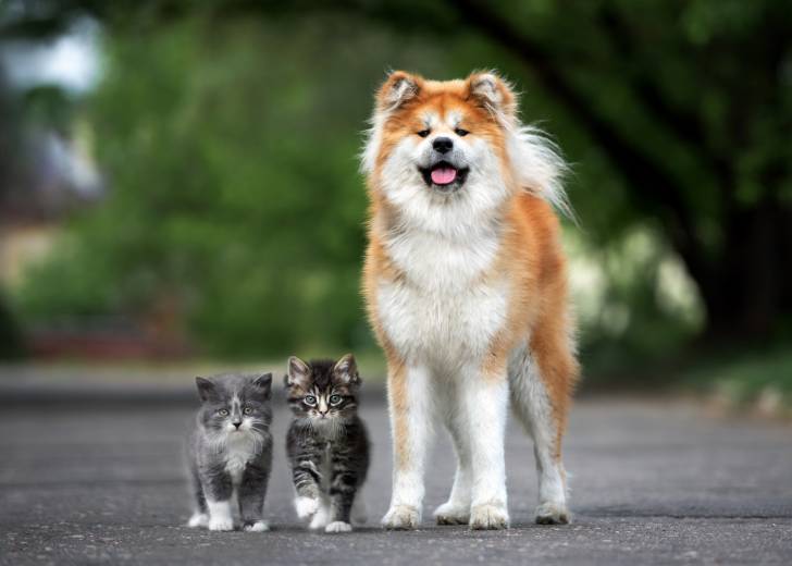 Un Akita Inu debout à côté de deux adorables chatons en extérieur