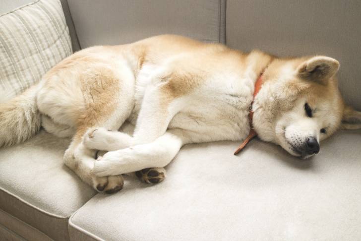 Un Akita Inu fatigué allongé sur le canapé