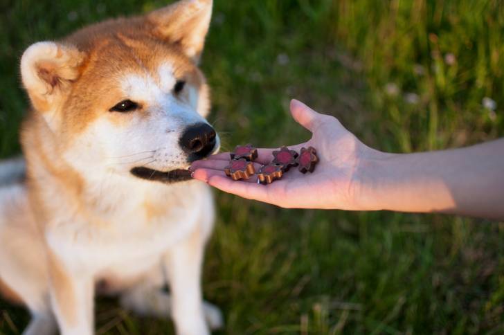 Un Akita Inu qui qu'apprête à manger des confiseries pour chien dans la main de son propriétaire