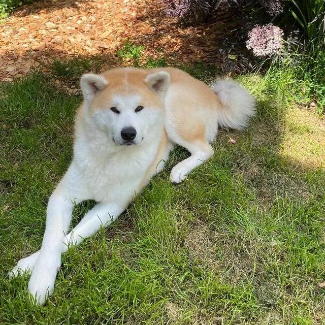 Un Akita Inu allongé sur une surface bétonnée et regardant vers la caméra 