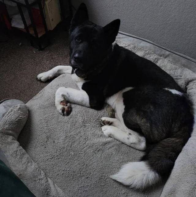 Un Akita Inu allongé dans un panier et regardant vers la caméra 