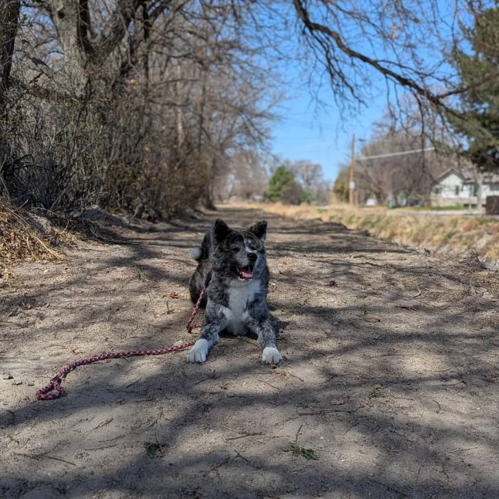 Un Akita Inu allongé sur une route et qui est tenu en laisse