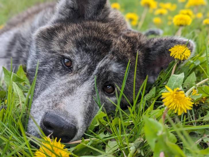 Un Akita Inu sur une surface herbacée et regardant vers la caméra 