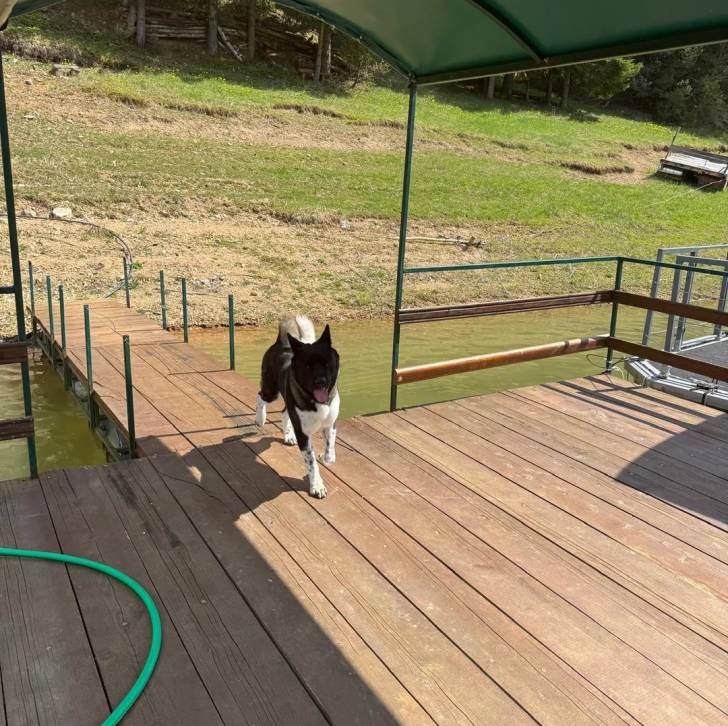 Un Akita Inu sur un plancher et tirant la langue 