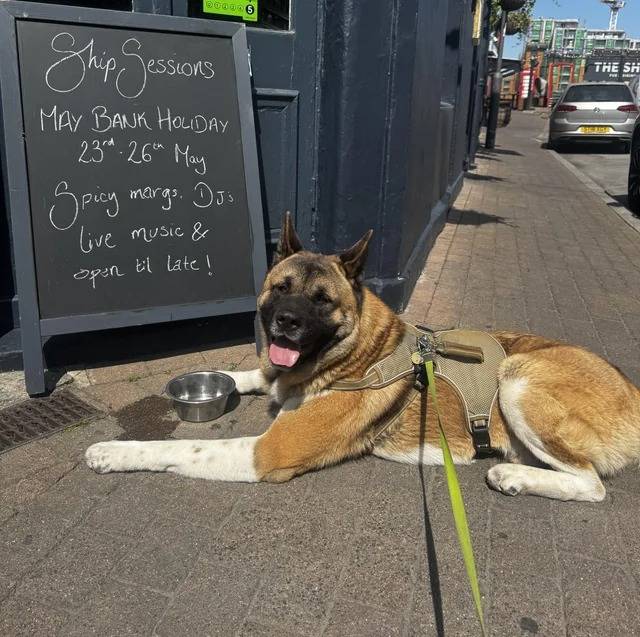 Un Akita Inu allongé sur un trottior et qui est tenu en laisse !