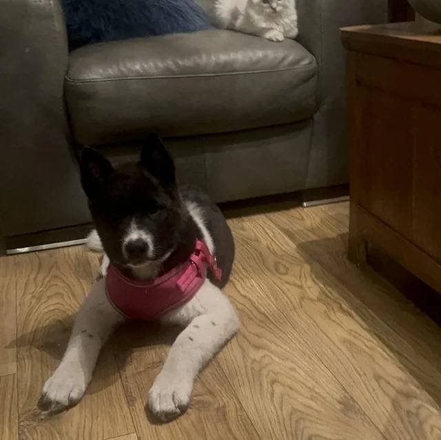 Un Akita Inu allongé sur un plancher et portant un harnais 