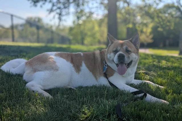 Un Akita Inu ayant la langue pendante et qui est tenu en laisse