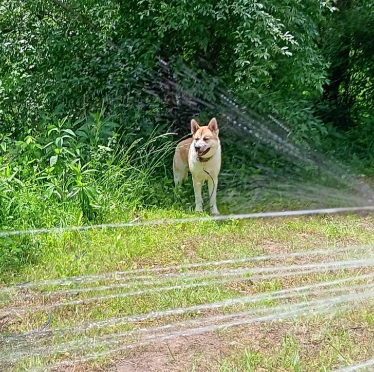 Un Akita Inu sur une surface herbacée et qui est tenu en laisse 