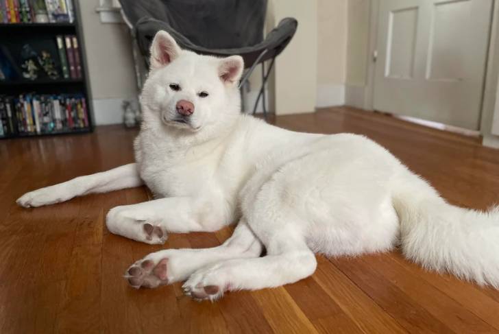 Un Akita Inu allongé sur un plancher 