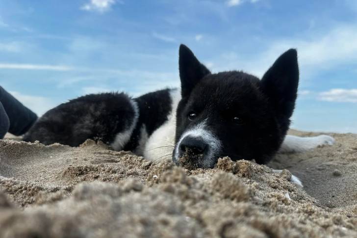 Un Akita Inu allongé sur une surface sableuse 