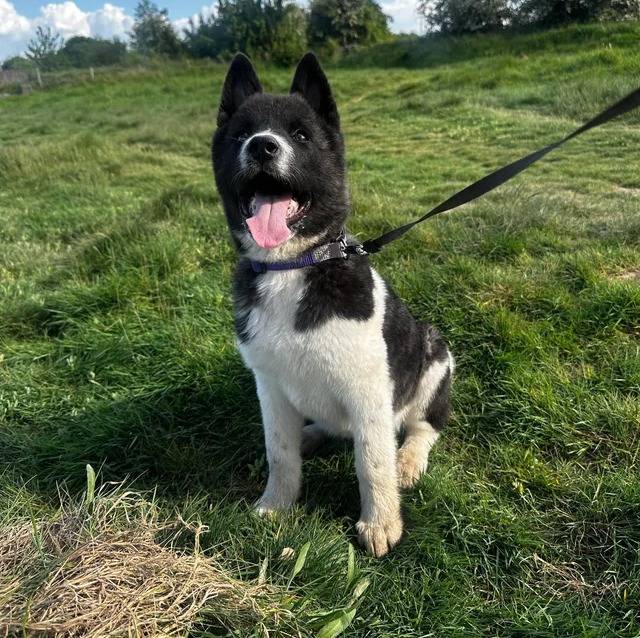 Un Akita Inu assis sur une surface herbacée et qui est tenu en laisse