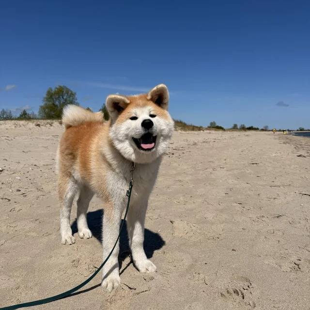 Un Akita Inu sur une surface sableuse et qui est tenu en laisse 