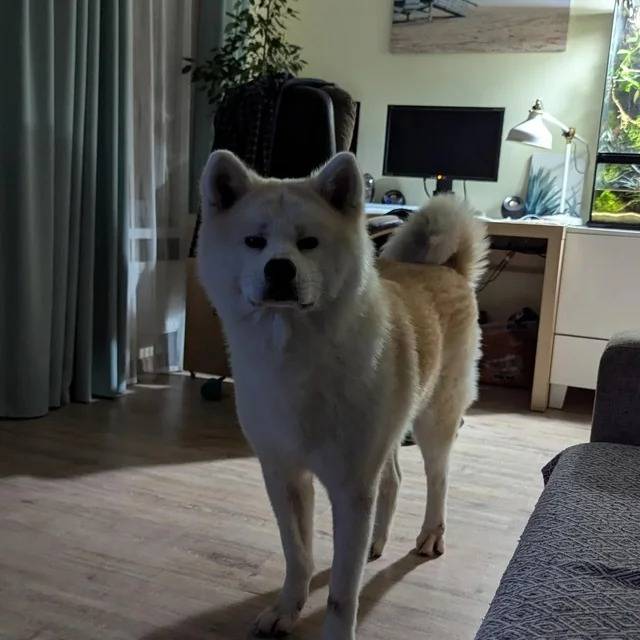 Un Akita Inu sur un plancher et regardant vers la caméra 
