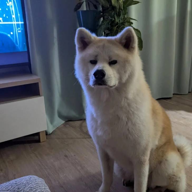 Un Akita Inu assis sur un plancher et semblant détendu