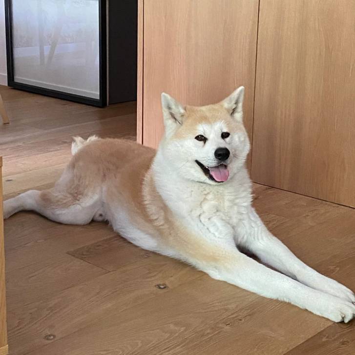 Un Akita Inu allongé sur un plancher et regardant vers la caméra