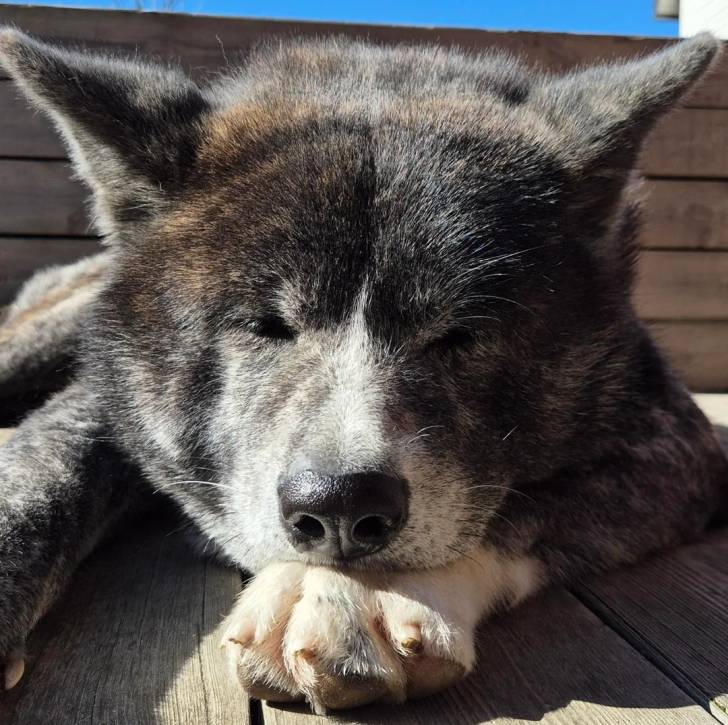 Un Akita Inu allongé sur un plancher et semblant détendu 