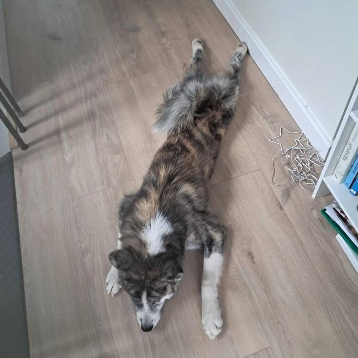 Un Akita Inu allongé sur un plancher 