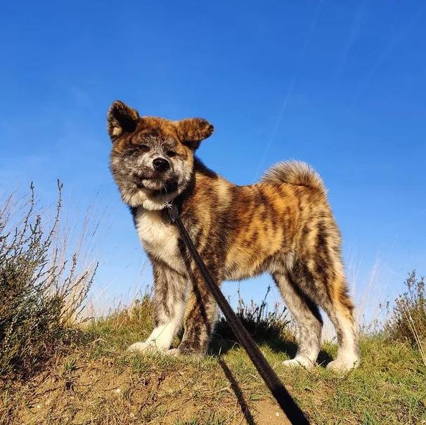 Un Akita Inu sur une surface herbacée et qui est tenu en laisse