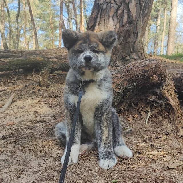 Un Akita Inu assis sur un terrain herbeux et qui est tenu en laisse 