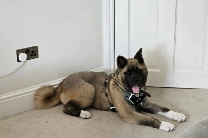 Un Akita Inu tirant la langue et portant un harnais 
