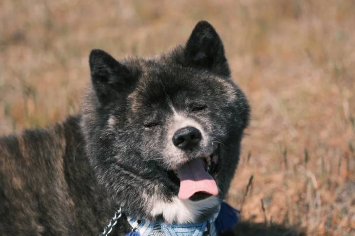 Un Akita Inu tirant la langue et qui est tenu en laisse 