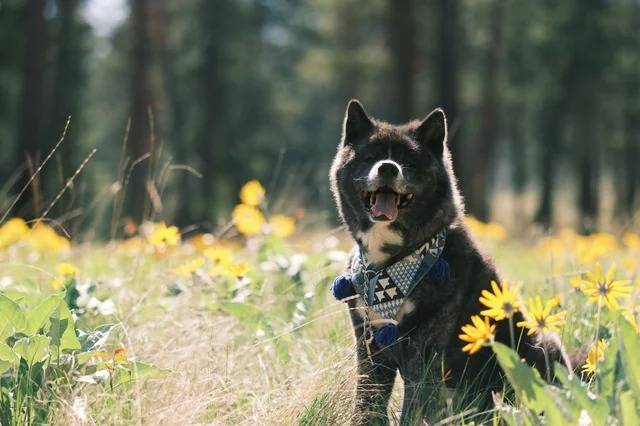 Un Akita Inu assis sur une surface herbacée et portant un harnais 
