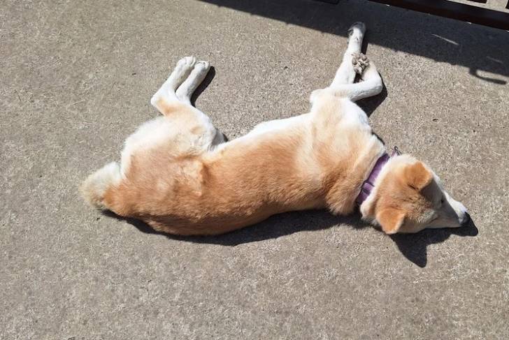Un Akita Inu allongé et portant un collier autour du cou