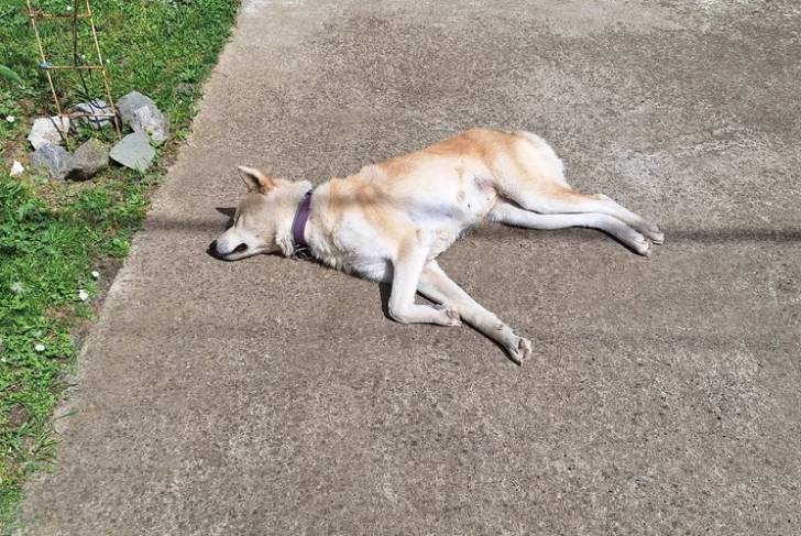 Un Akita Inu allongé sur une surface bétonnée et portant un collier autour du cou