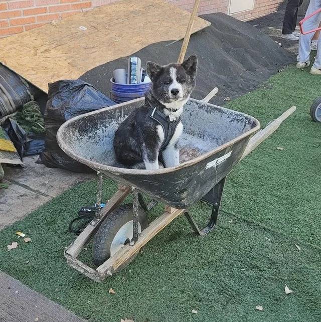 Un Akita Inu assis dans une brouette et portant un harnais 
