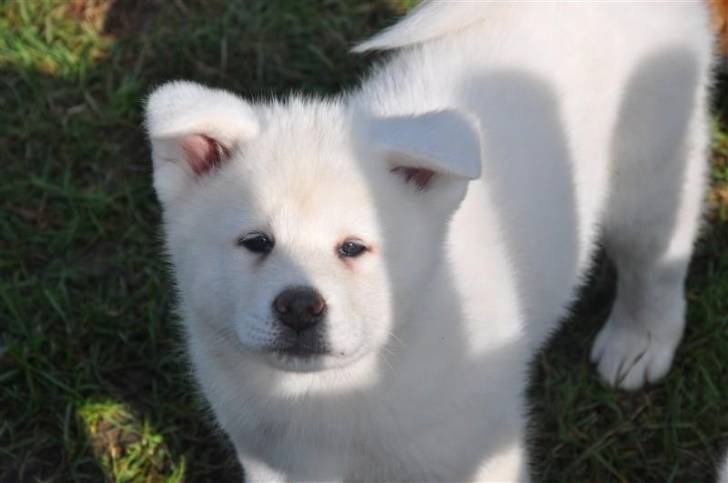 Hinata - Akita Inu (2 mois)