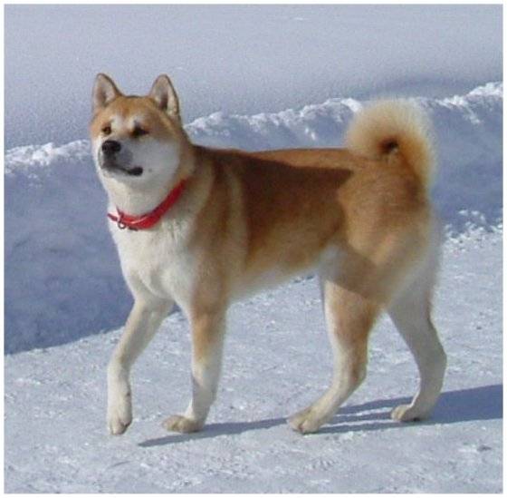java - Akita Inu (5 ans)