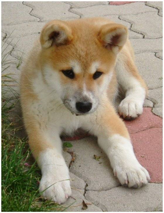 hirco - Akita Inu Mâle (8 mois)