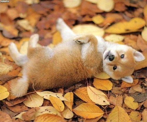 Ginger - Akita Inu (5 mois)