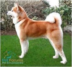 Sun (wolves/dogs that I rp) - Akita Inu Mâle (3 ans)